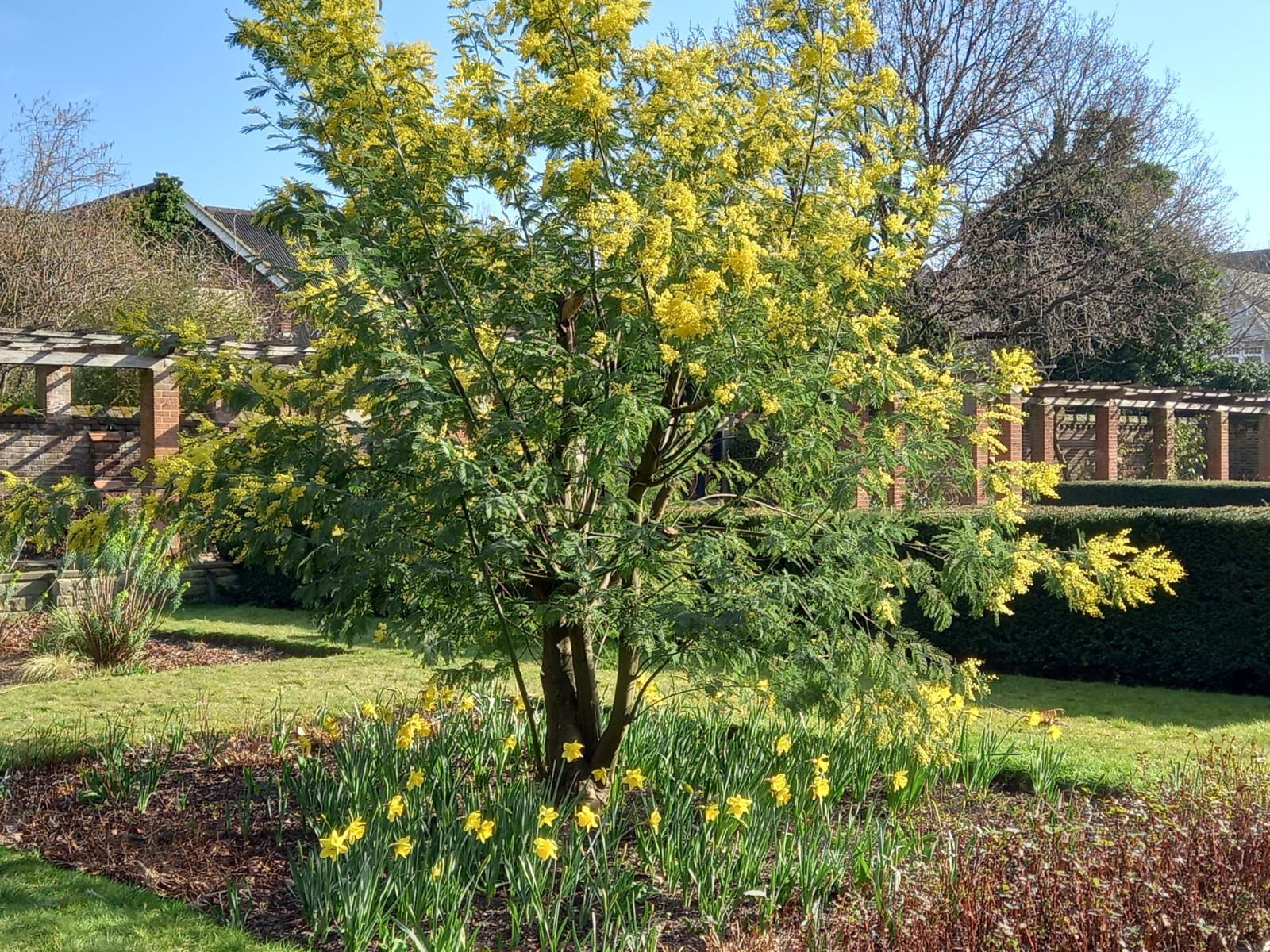 Flowering yellow tree in a sunny garden with a wooden fence and blooming daffodils.