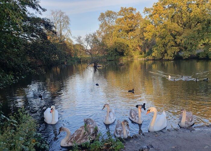 Bromfield park Lake with swans ad waterfowl