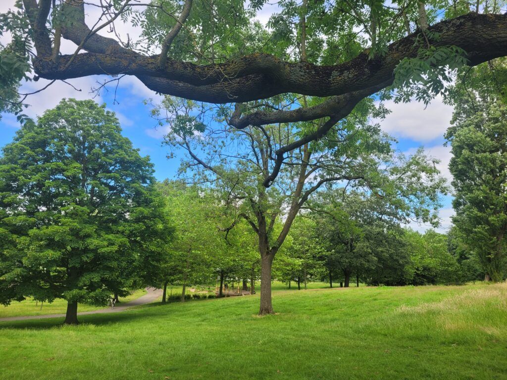 Grassy park with trees and a large dark branch arching overhead under a blue sky