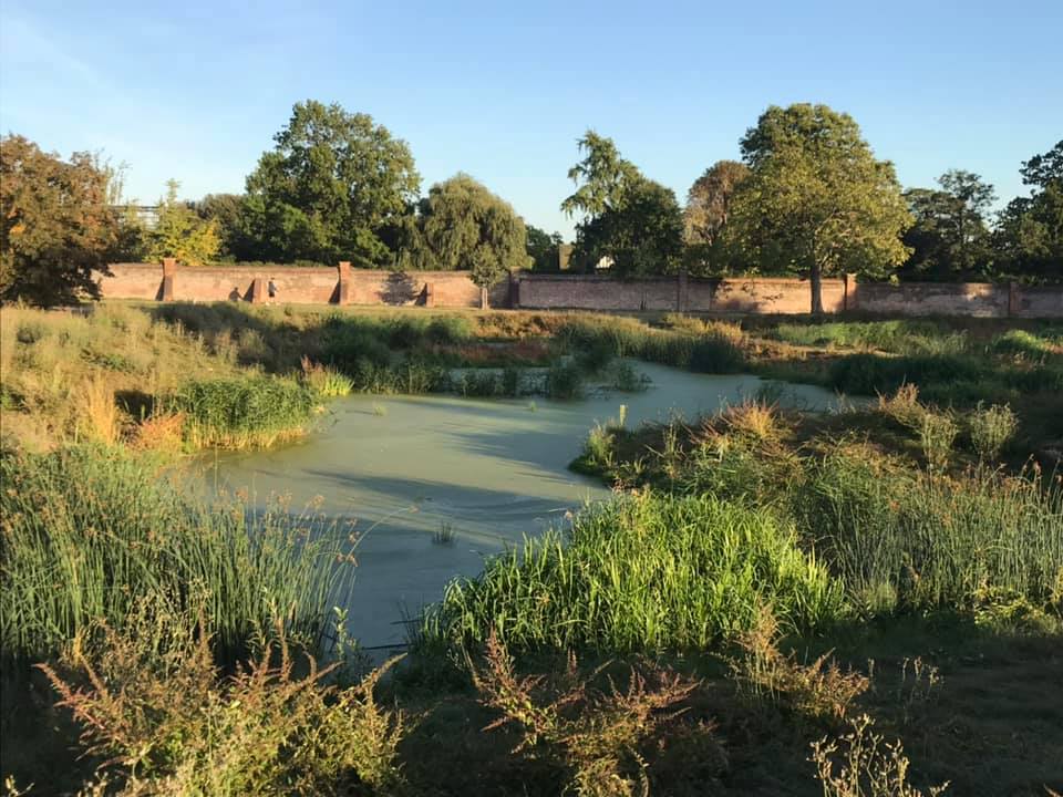 A pond surrounded by grass and trees with a brick wall in the background.