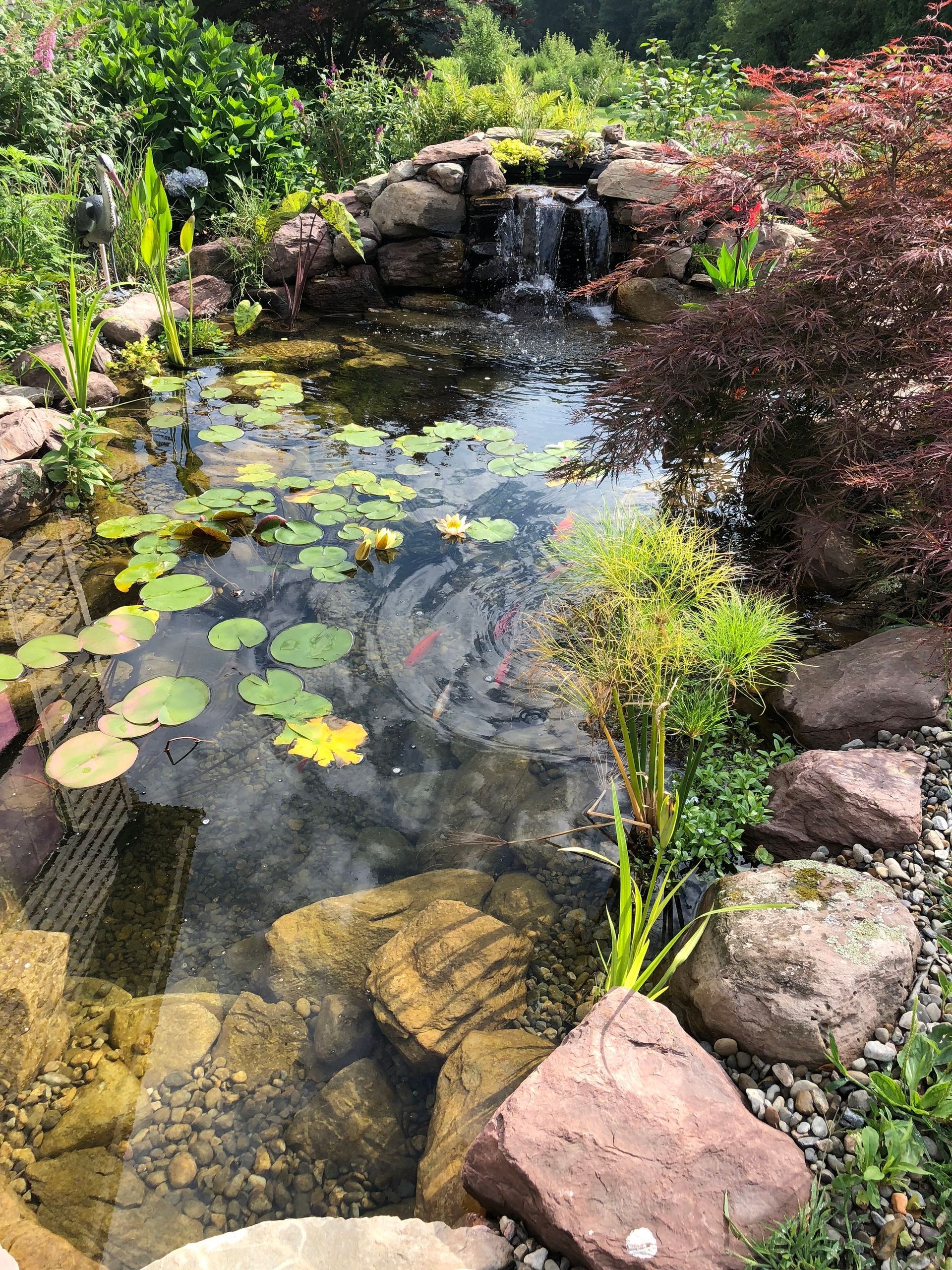 Pond with small waterfall, lily pads, and surrounding rocks and greenery.