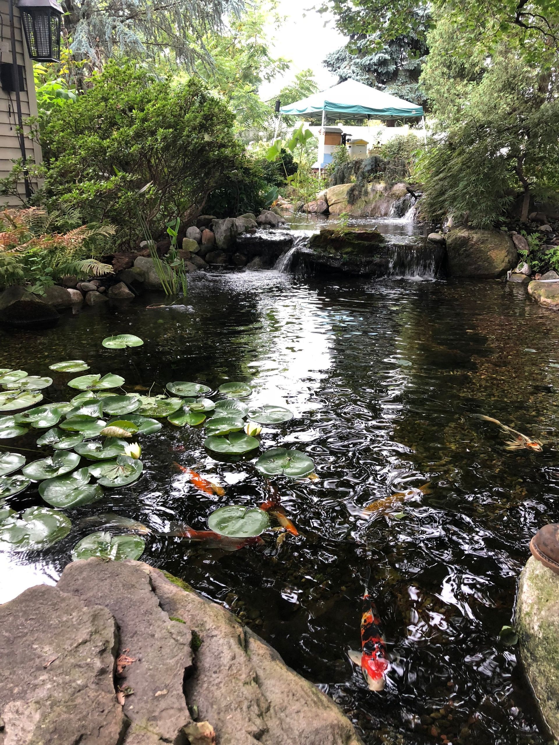 pond