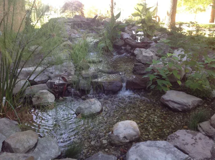 pond