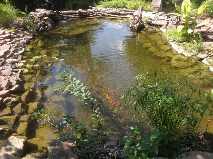 backyard pond