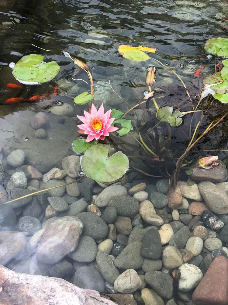 flower in pond