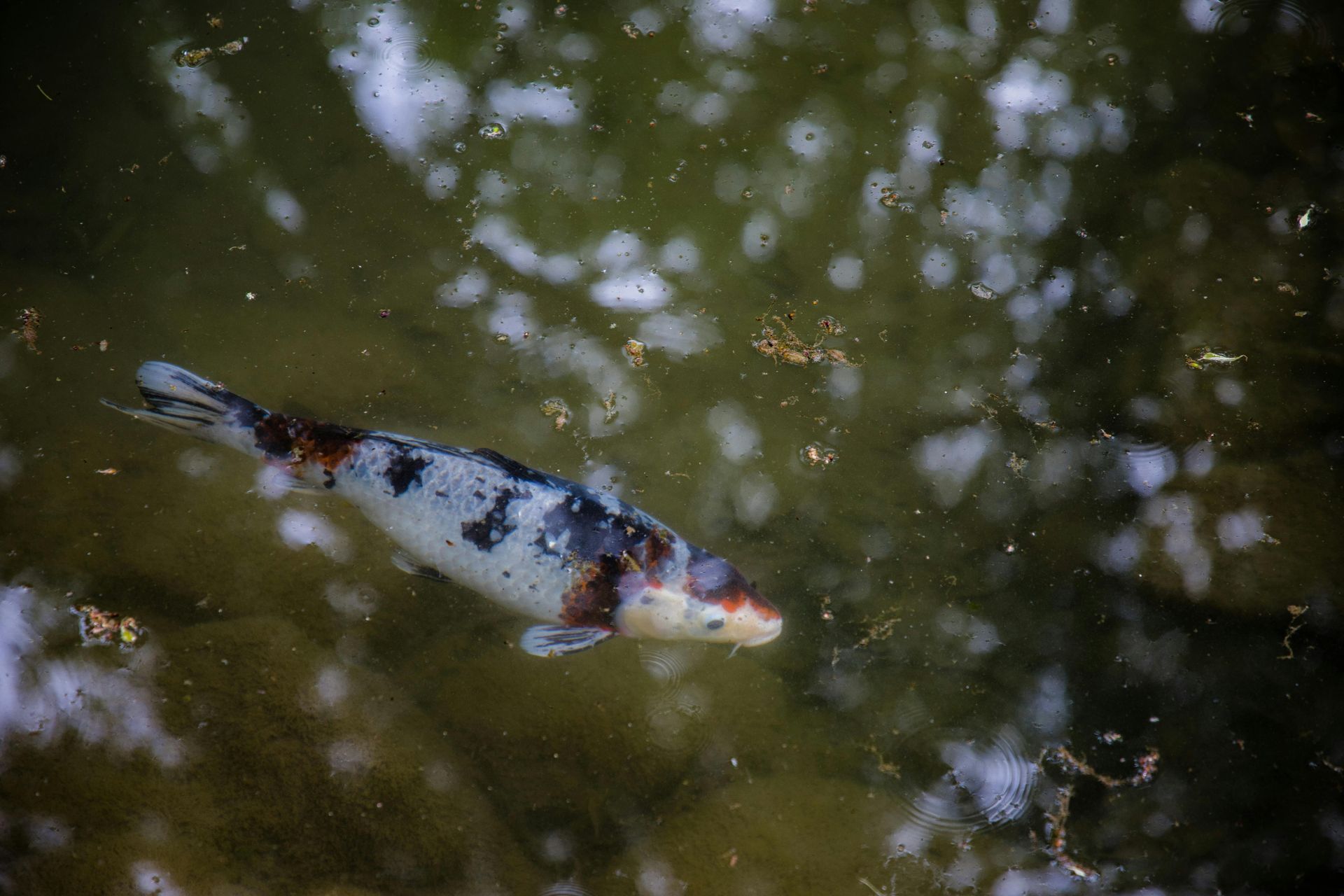 frequently asked questions - songbird ponds