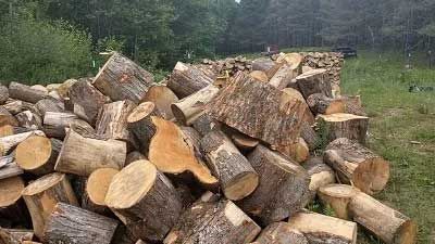 Firewood  Log 1