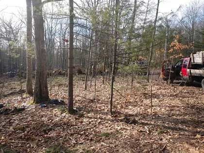 Standing Timber 2
