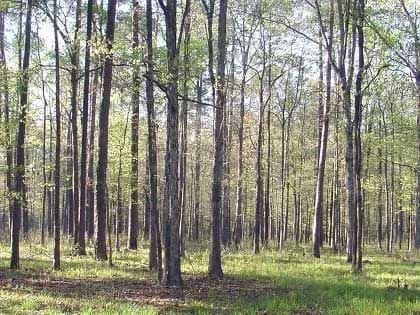 Standing Timber 1