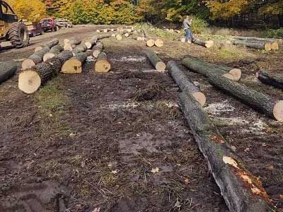 Cut logs scattered on  ground 