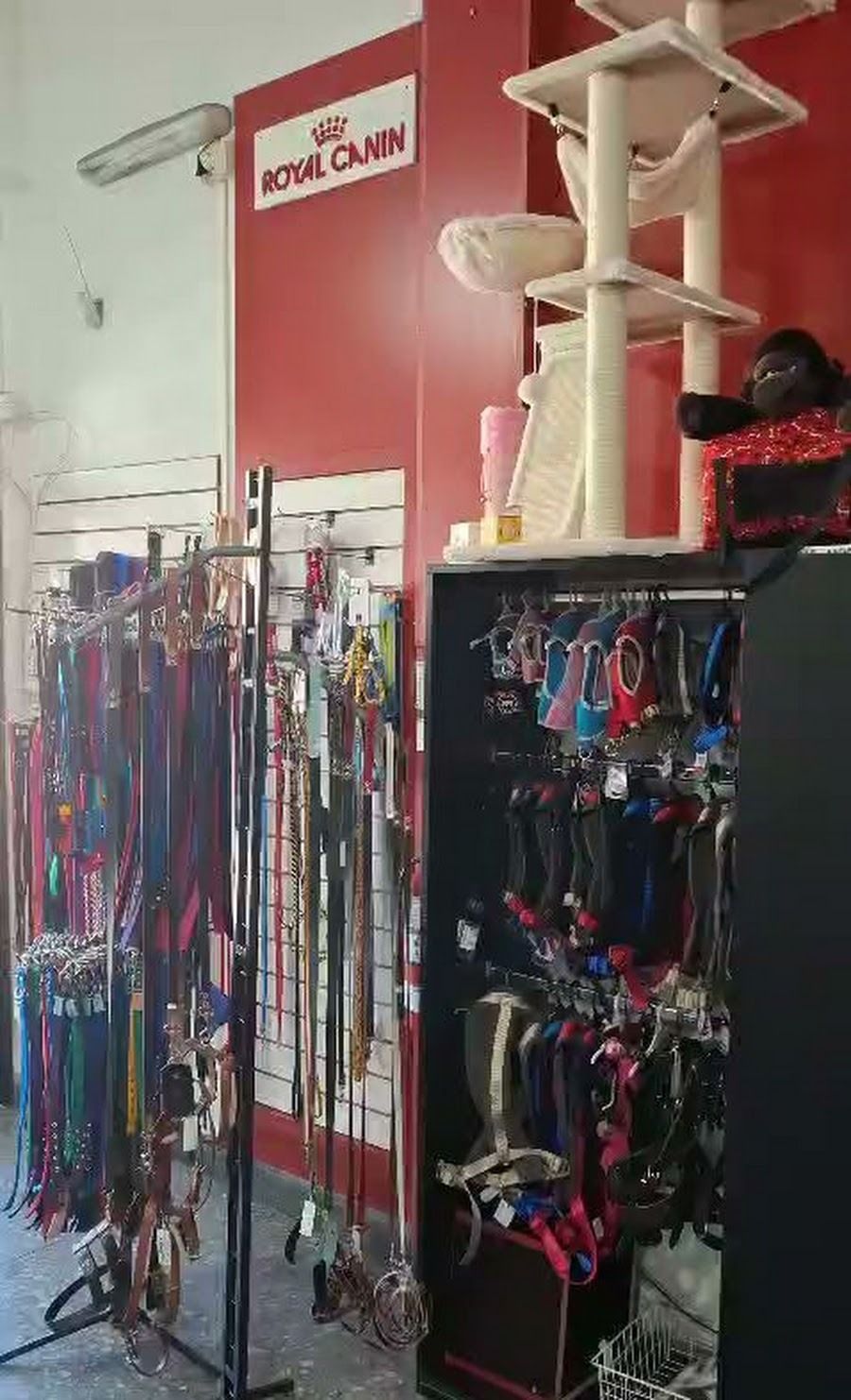 Pasillo de tienda con estantes llenos de coloridas correas, collares y rascadores para gatos contra una pared roja.