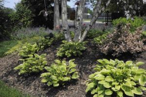 A garden bed features several bright yellow-green hosta plants surrounded by dark mulch beneath slender birch trees.