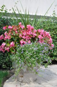 A metal bucket planter overflows with vibrant pink begonia flowers, long green grass, and cascading purple blossoms.