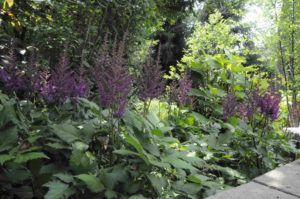 A garden bed featuring several tall, purple plume-shaped astilbe flowers rising above lush, green foliage.