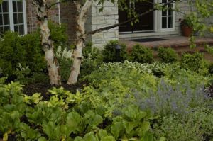 A landscaped front yard features two birch trees and a mix of green hostas and small shrubs near a brick house entrance.