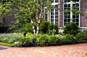 A landscaped garden with a white-barked tree, green shrubs, and lavender in front of a brick building with large windows.