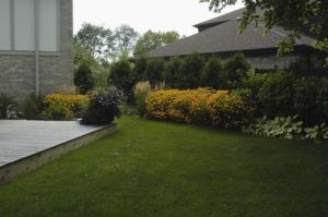 A lawn and deck area bordered by green hedges and beds of vibrant yellow flowers next to a modern building.