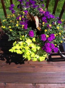 A vibrant container garden with bright yellow, purple, and green foliage sits on a wooden deck.