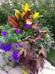 A container garden featuring vibrant yellow and red croton leaves, purple verbena flowers, and deep purple sweet potato vine.