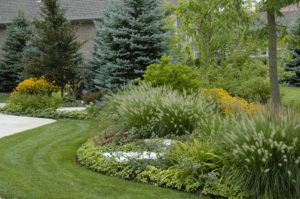 A neatly landscaped garden bed with ornamental grasses, yellow flowers, and pine trees bordering a curved green lawn.