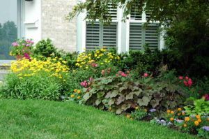 A lush garden bed with yellow flowers and deep purple foliage beneath house windows, framed by a green lawn.