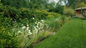A garden bed with white flowering plants borders a lush green lawn, with dense green bushes and a house in the background.