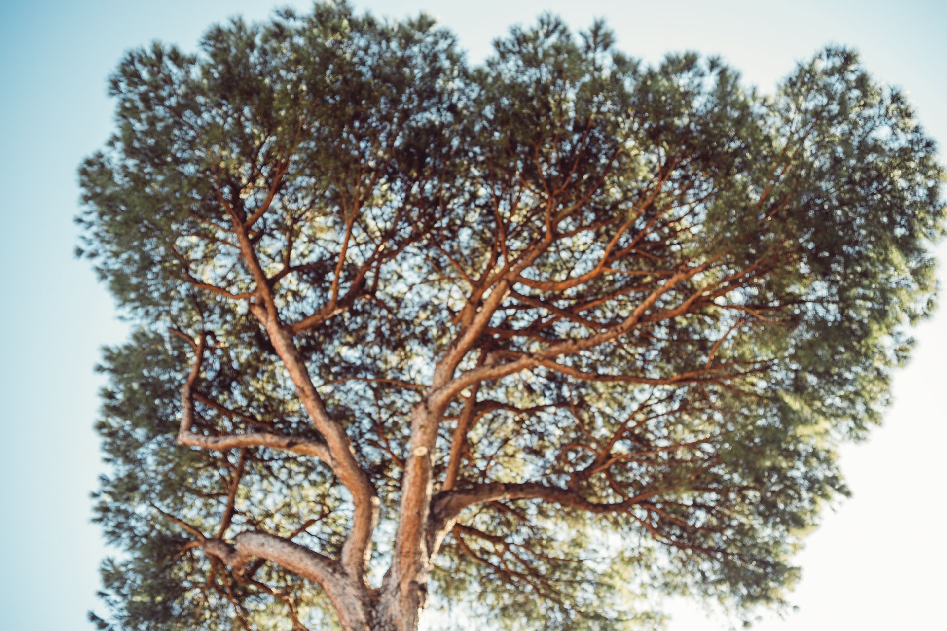 Dettaglio dei rami di un albero che ricordano il Grande Raccordo Anulare - Fotografo matrimoni Roma