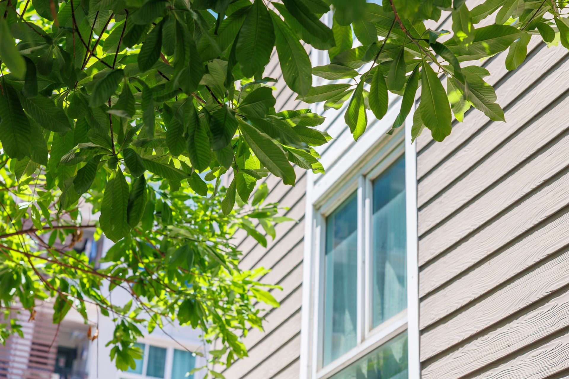 House exterior with white siding and windows, framed by green tree leaves
