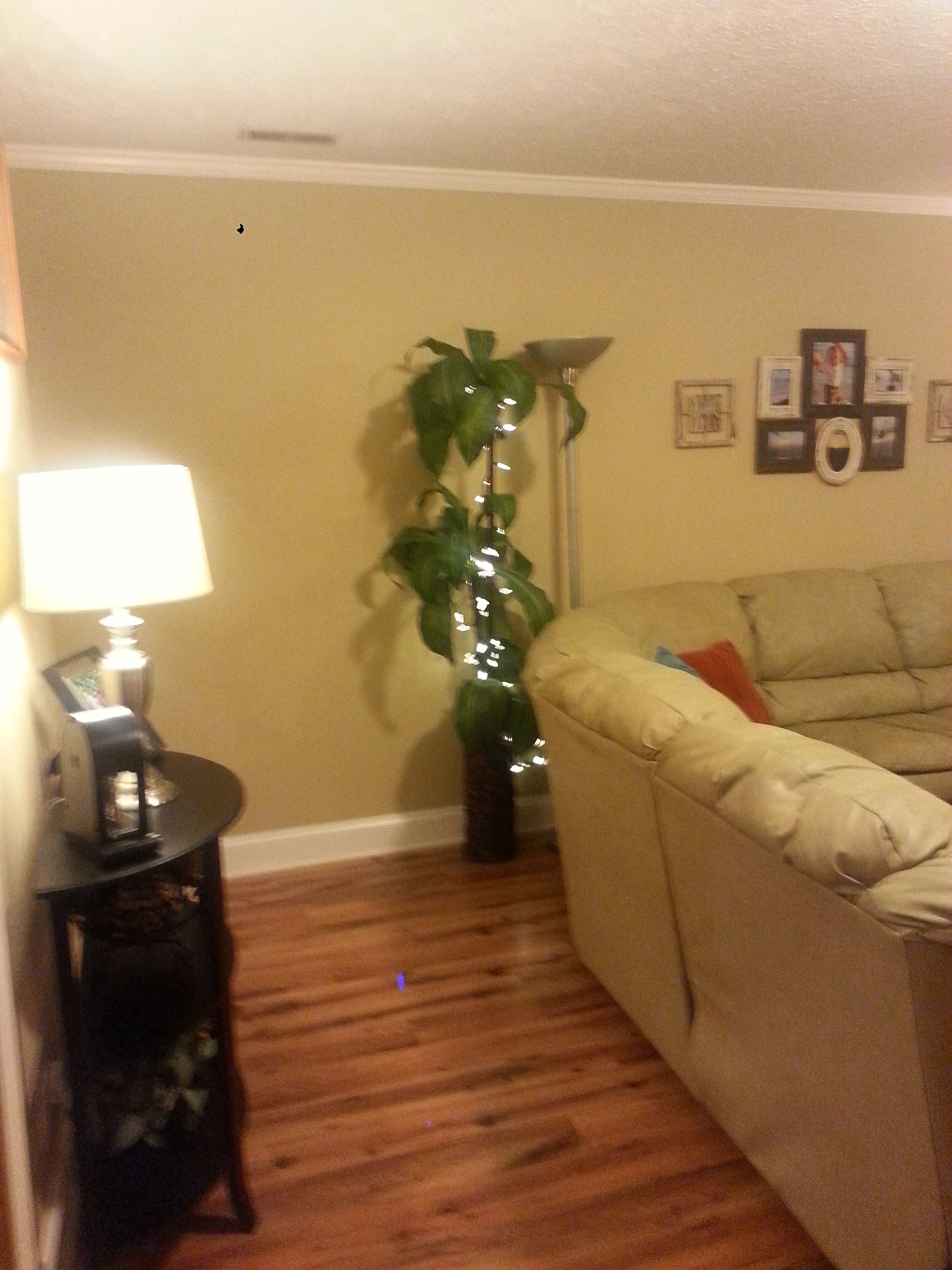Living room with a sofa, end table, lamp, and large potted plant decorated with lights.