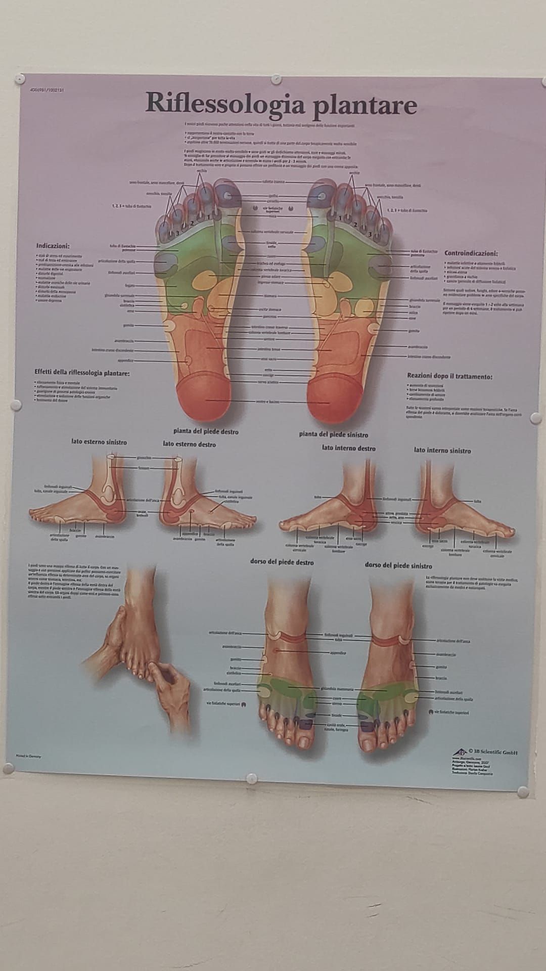 anatomia del piede