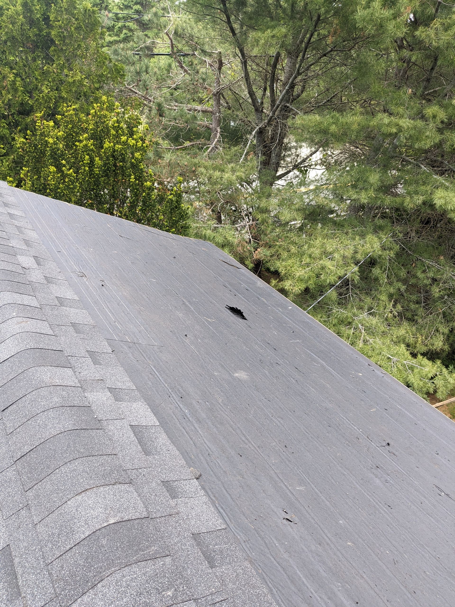 A small, dark insect resting on a slanted gray shingled roof with trees in the background.
