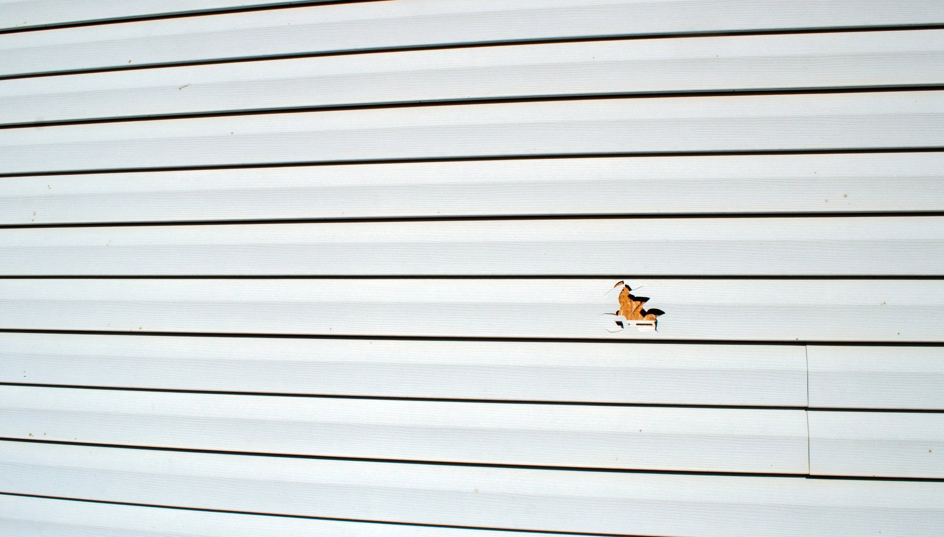 Small orange butterfly on a white horizontal siding wall