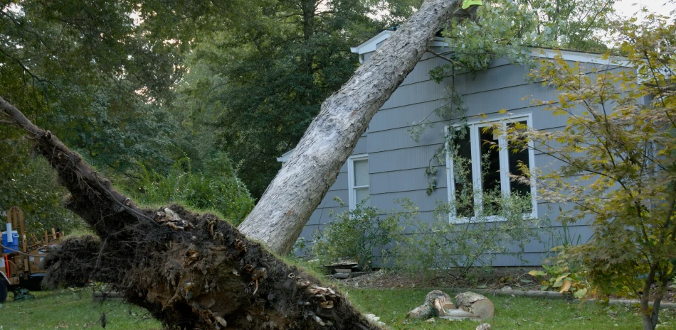 Tree fallen on a house; gray siding, large window, green lawn, trees.