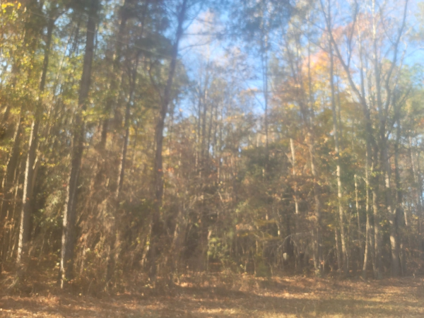 Trees in autumn foliage with a brown leaf-covered ground and a bright blue sky.