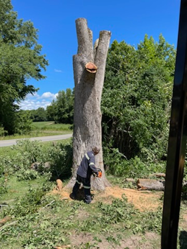 Man cutting tree with chainsaw; outdoors, sunny day. Tree stump and green foliage.
