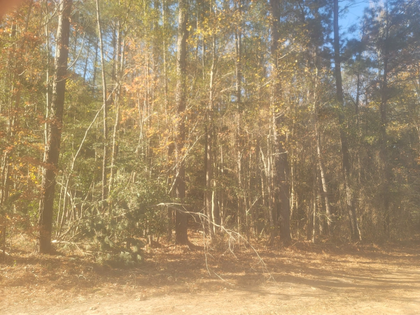 Trees in a wooded area with brown and yellow leaves and sunlight.