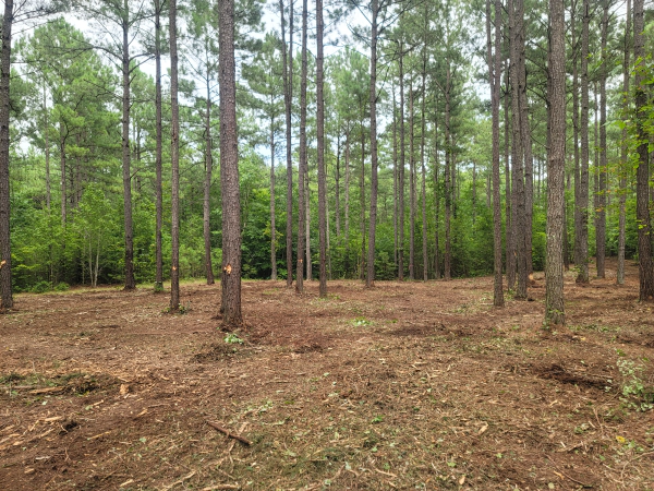 A clearing in a pine forest with brown ground cover and tall trees.