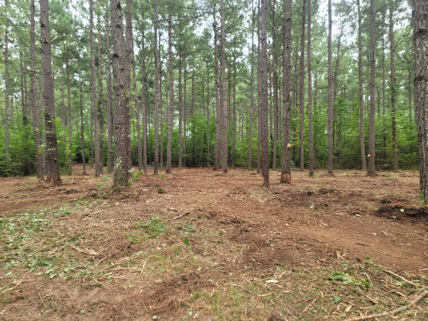 Forest clearing with tall trees and bare earth.