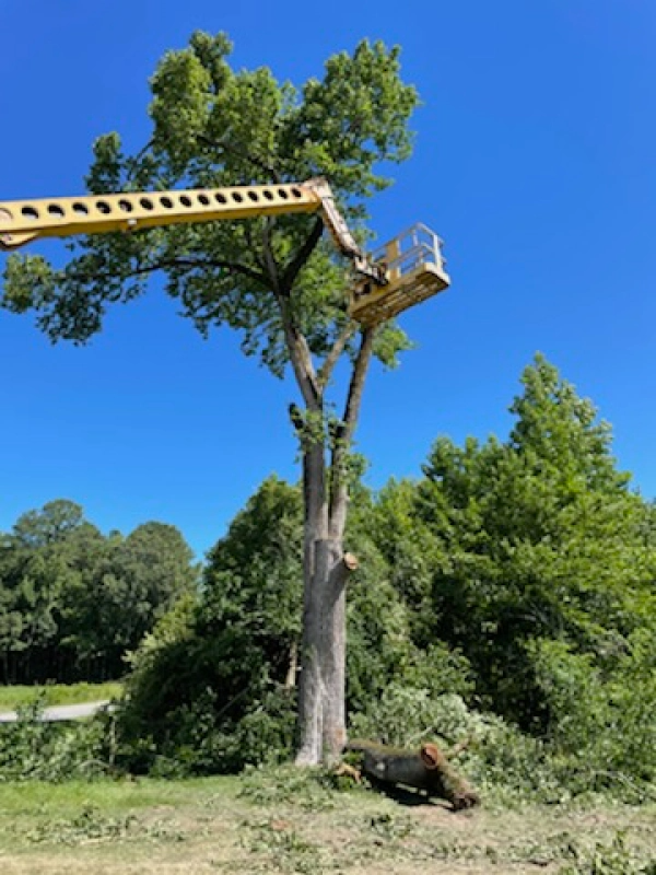 A tree being trimmed with a yellow lift against a blue sky. The setting appears to be an open grassy area.