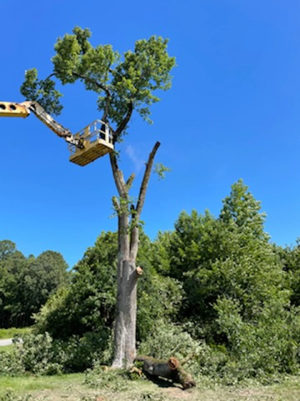 Tree being trimmed by a worker in a yellow lift bucket on a sunny day.