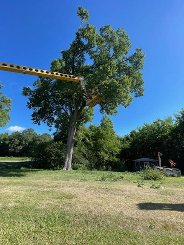 A tall tree with a yellow lift reaching toward its branches against a bright blue sky.
