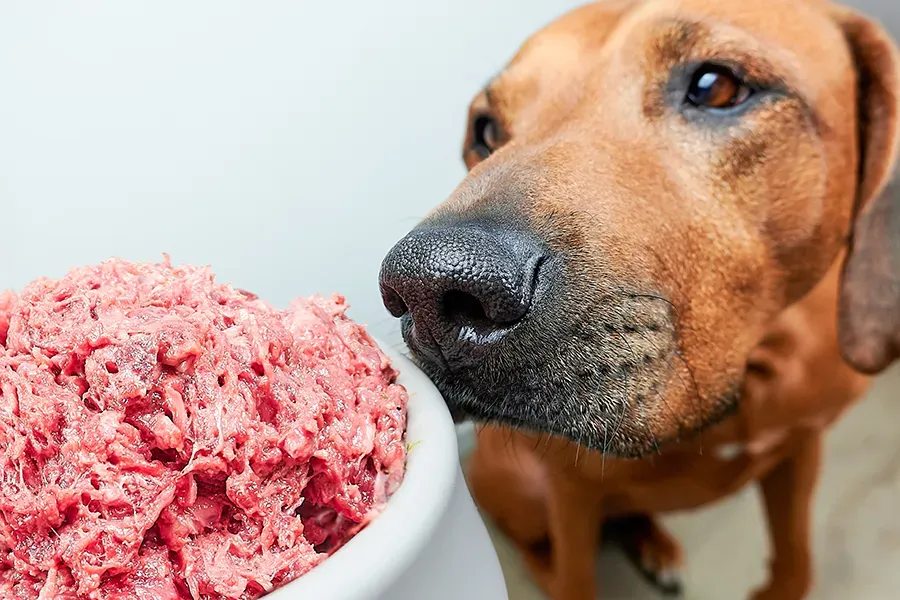 A brown dog sniffs a large, overflowing bowl of raw ground meat against a white background.