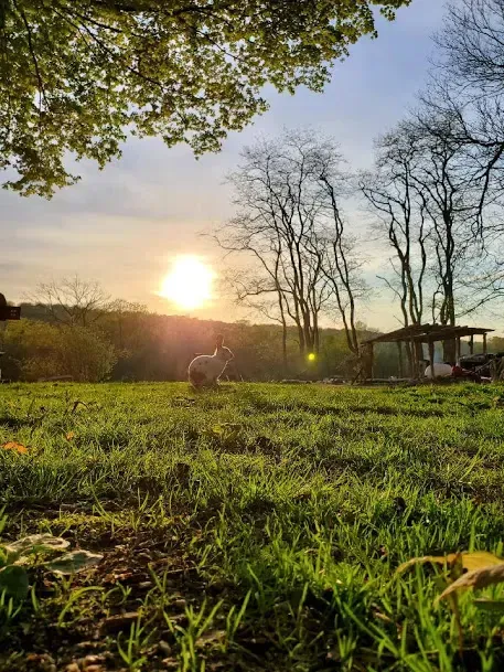 Sunset over a grassy field with bare trees and a small shed, seen from ground level