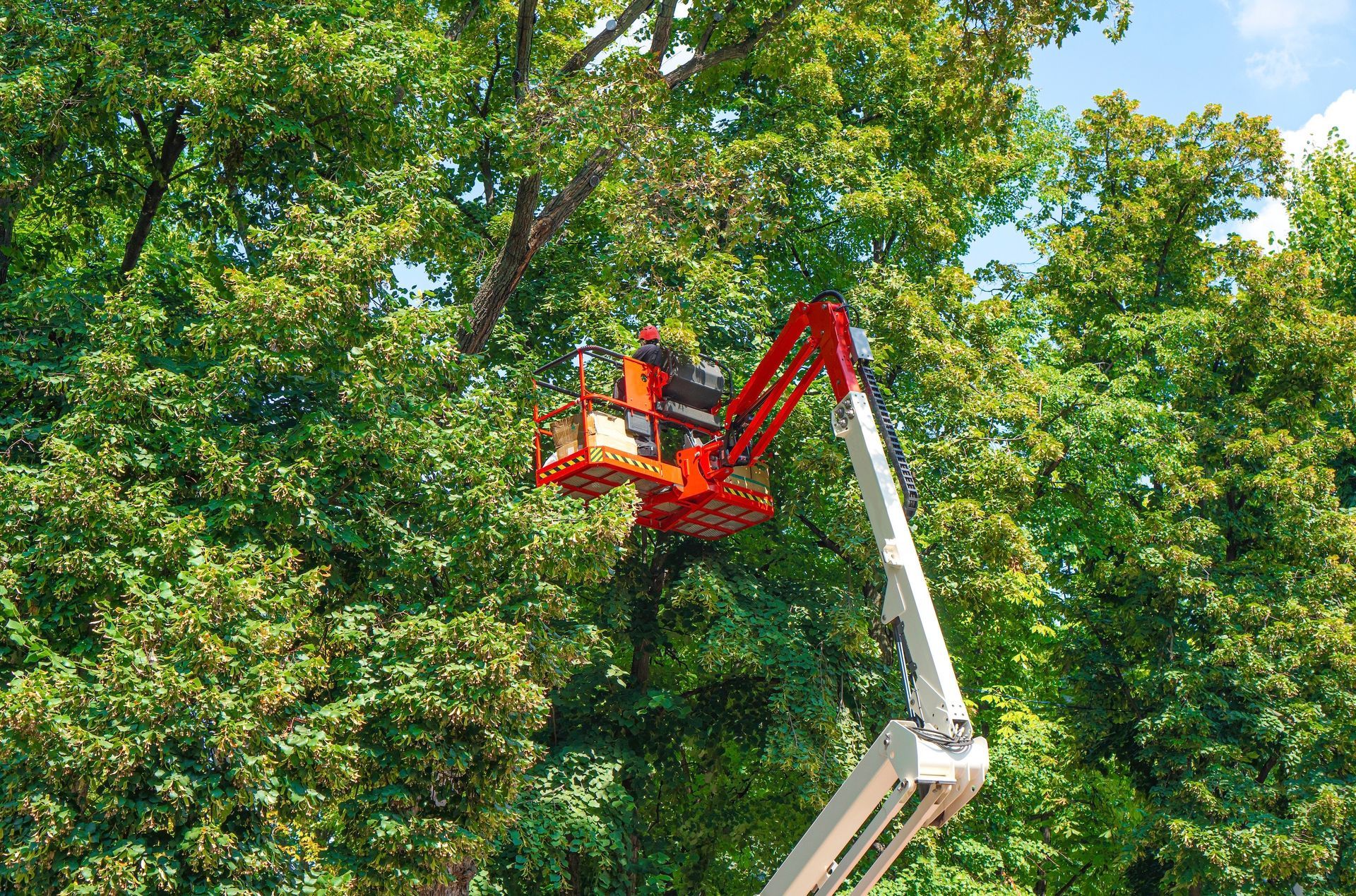 Worker in an orange cherry picker trimming a tall tree canopy on a sunny day