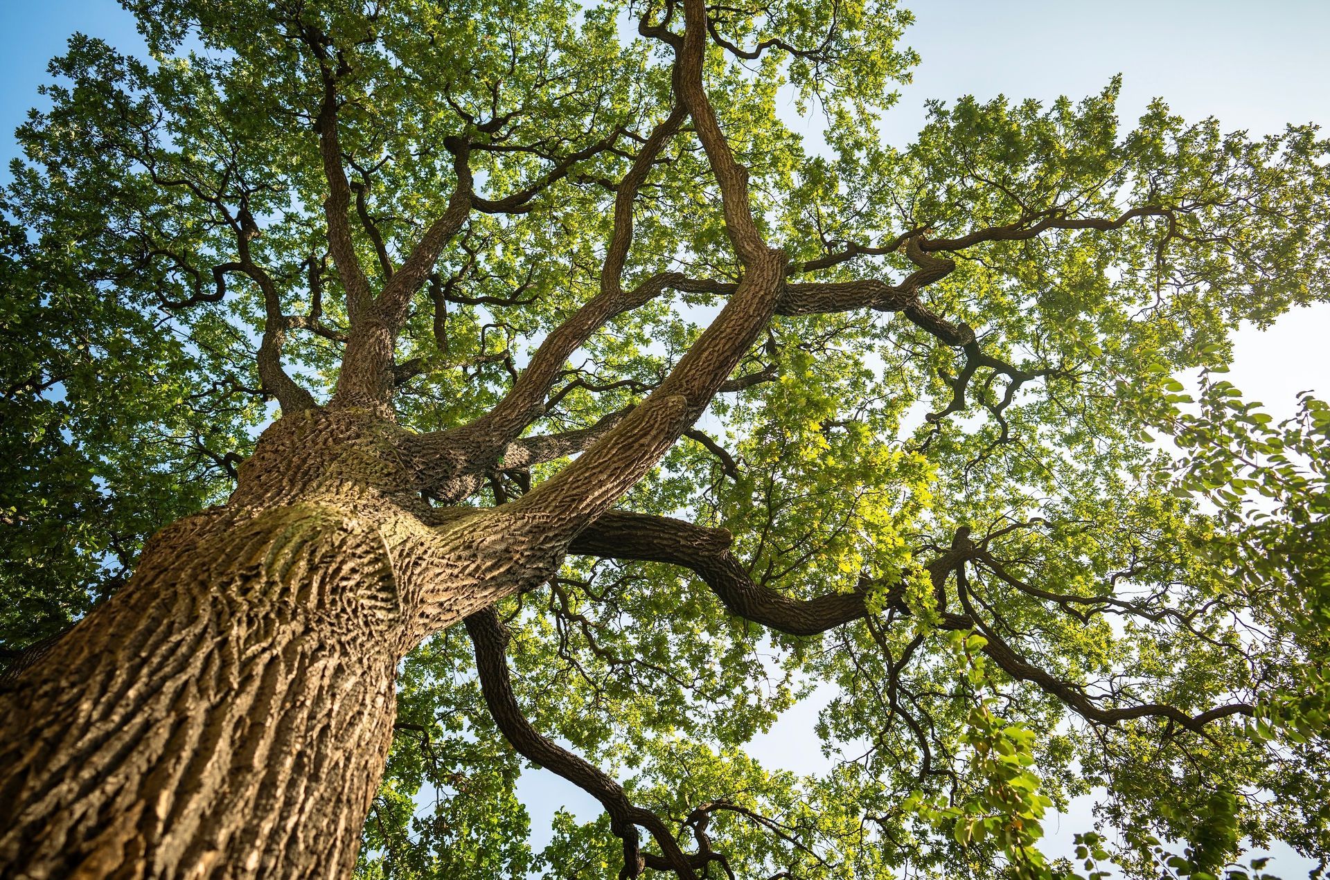 Looking up at a tall tree trunk and leafy green canopy against a bright sky