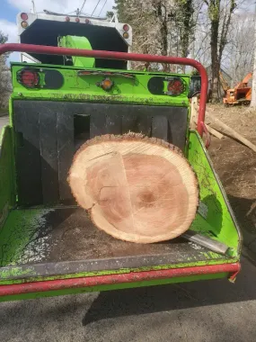 Large cut tree log on the back of a green wood chipper in an outdoor worksite.