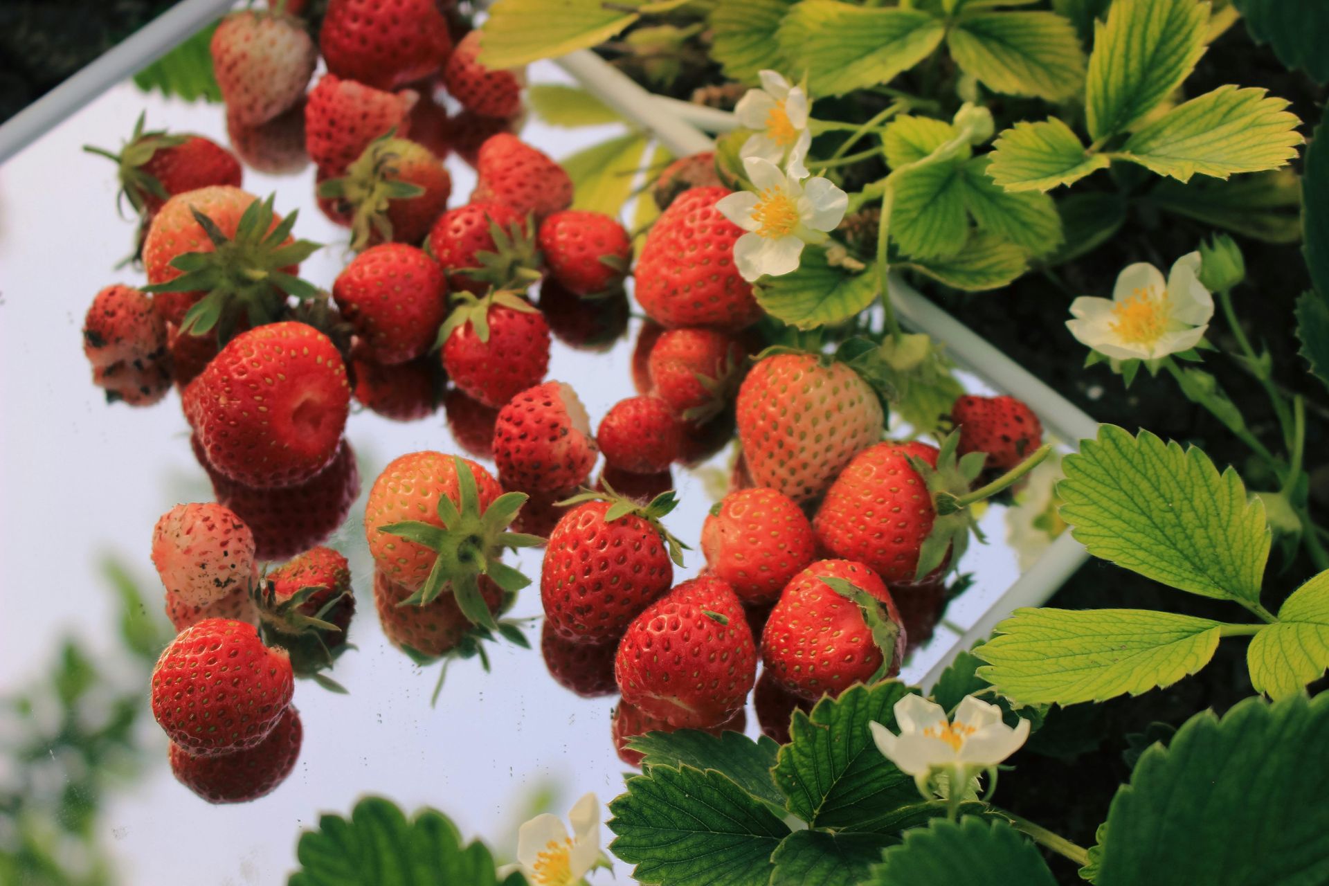 Fresh red strawberries with green leaves and white blossoms on a plant and in a tray