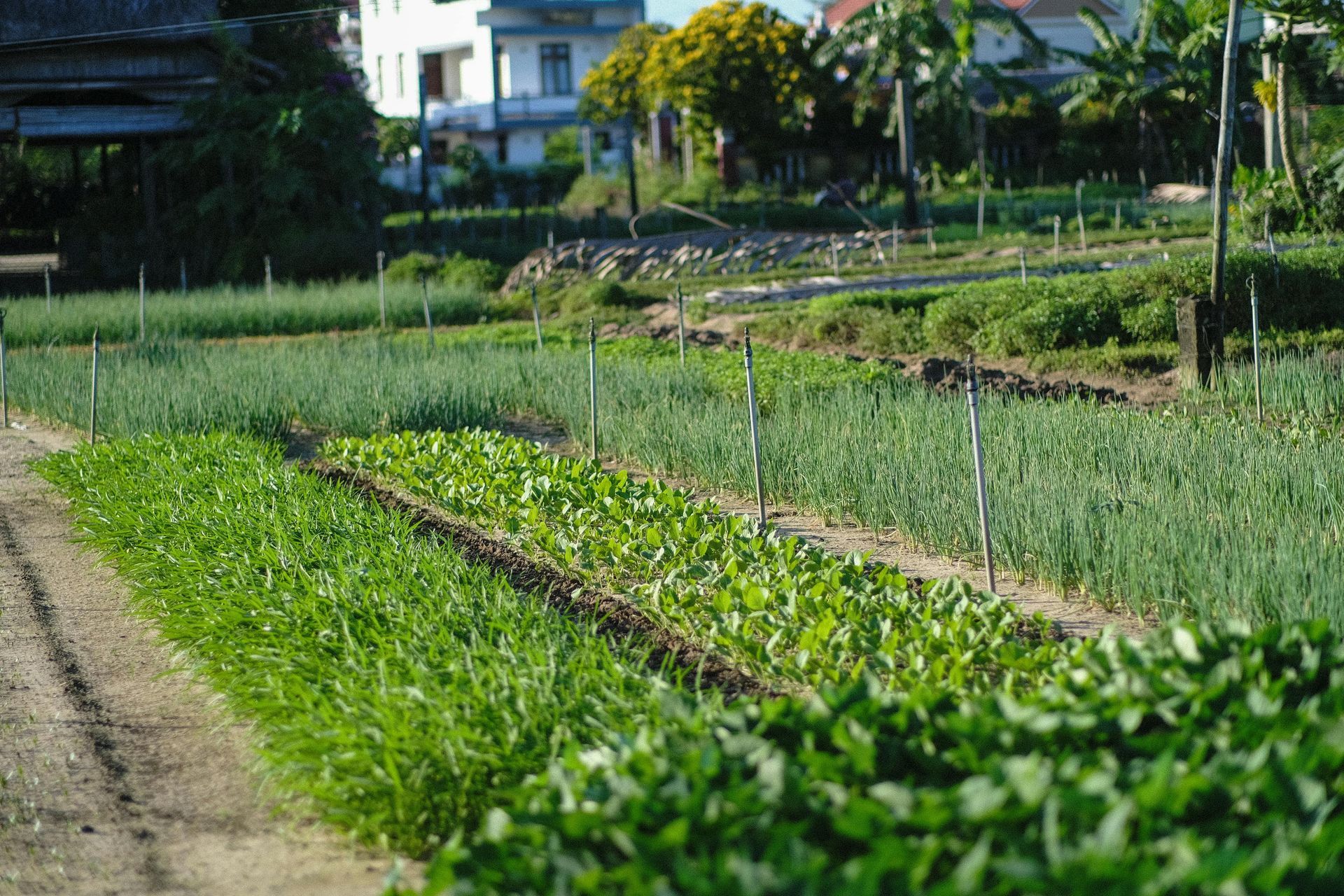 Rows of green crops in a sunny garden with a house in the background
