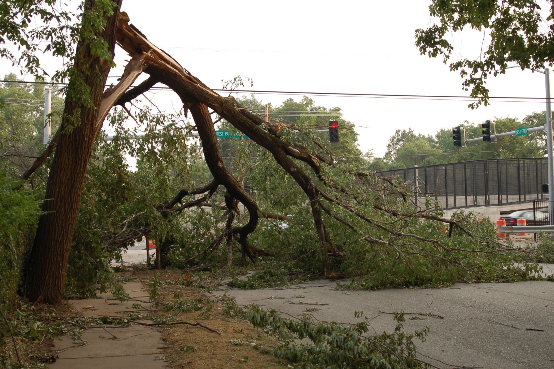 Uprooted tree leaning across a street after storm, with fallen branches and debris blocking the road.