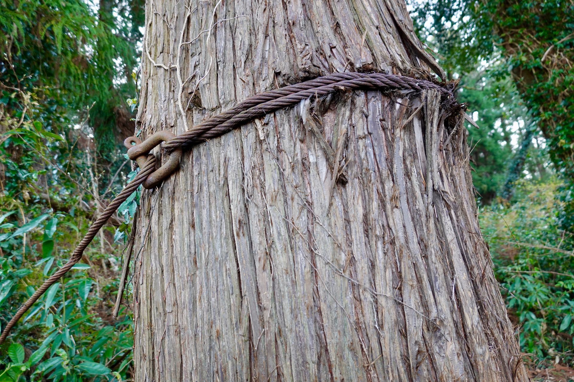 Close-up of a thick tree trunk wrapped with a twisted vine in a green forest